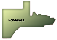 Ponderosa